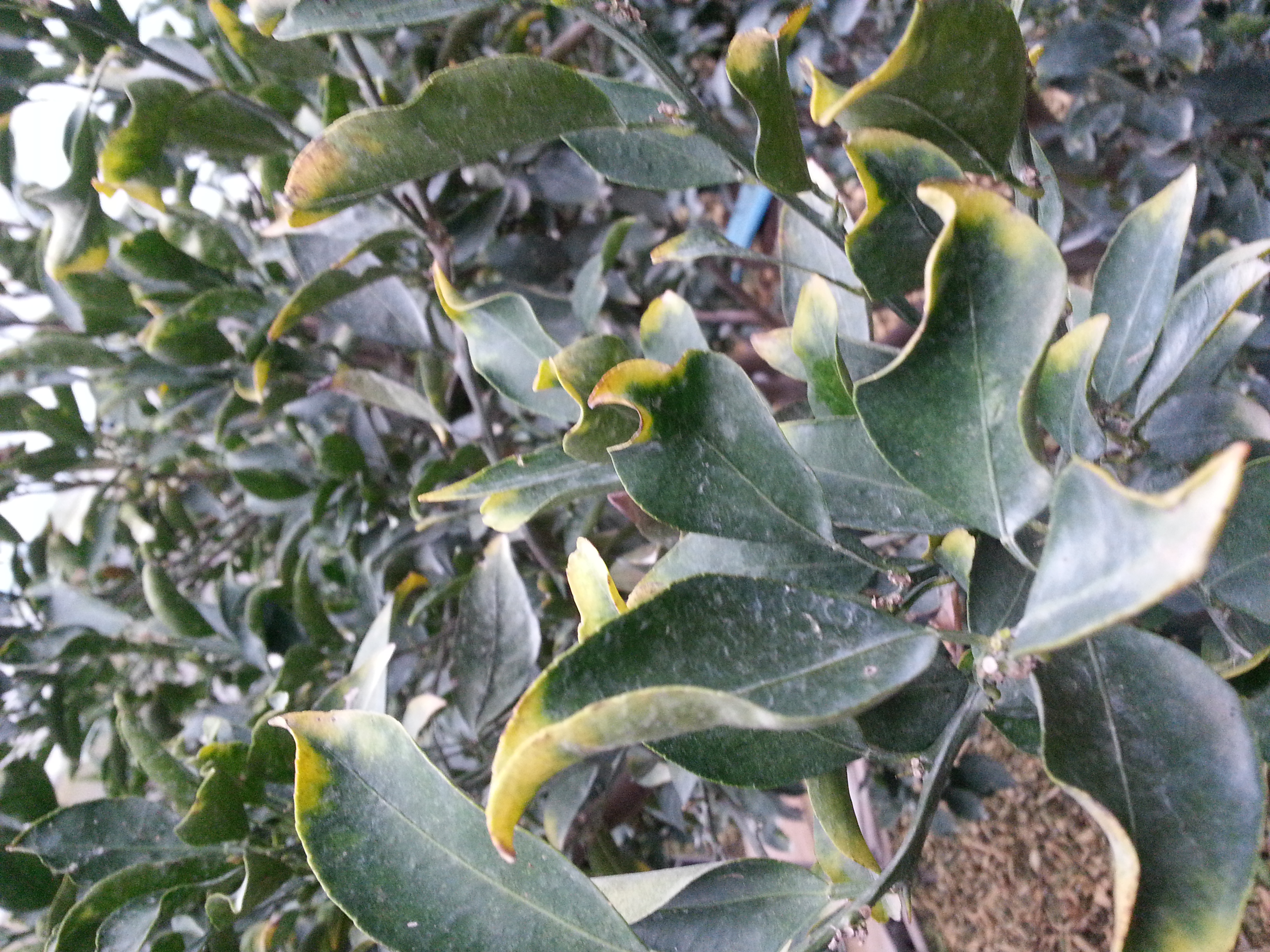 천혜향 잎이 오그라들고 구멍이 뚫여있어요